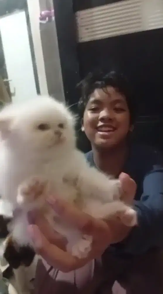 Kucing Kitten Persia Putih Solid