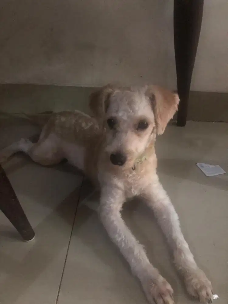 Minat doggie inbox