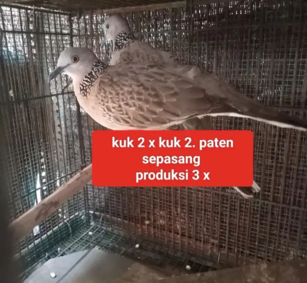 Tekukur sepasang