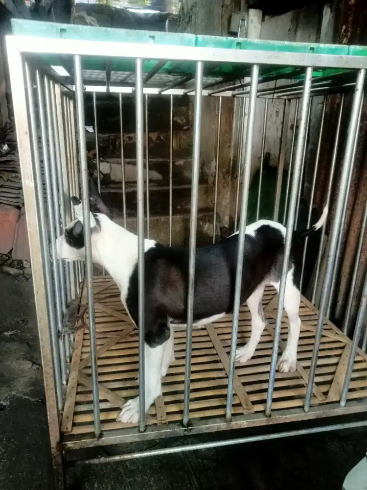 PITBULL X BULLTERRIER