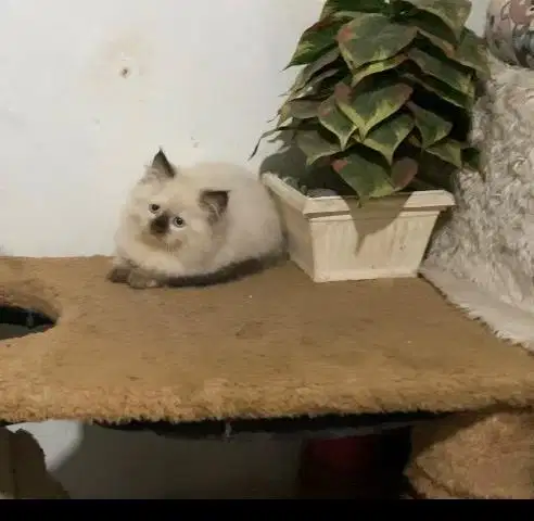 Kucing persia himalaya sealpoin