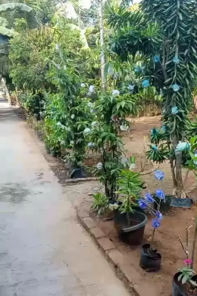Dijual tanah dan pondasi (SHM)
