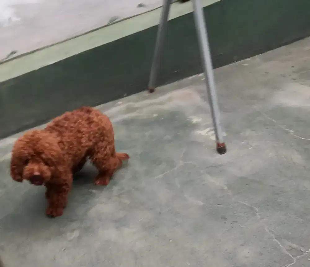 Jenis poodle wrn coklat merah jantan 8 bln