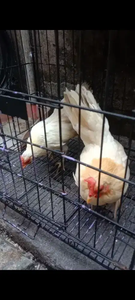 AYAM SERAMA BETINA