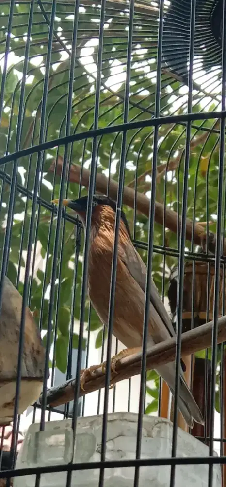 Jalak brhamana jantan