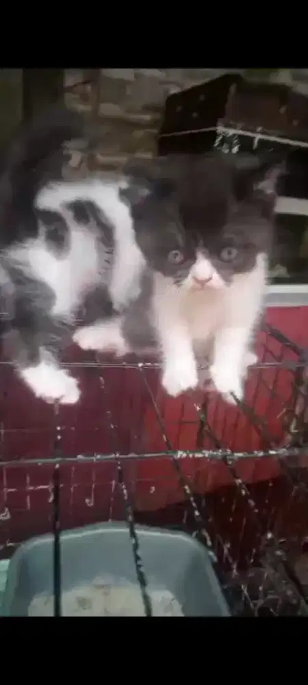 Jual anak persia 2 bulan