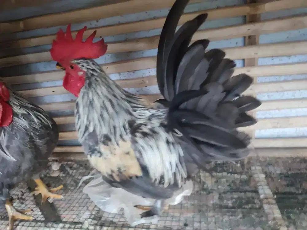 3 ayam Kate jantan