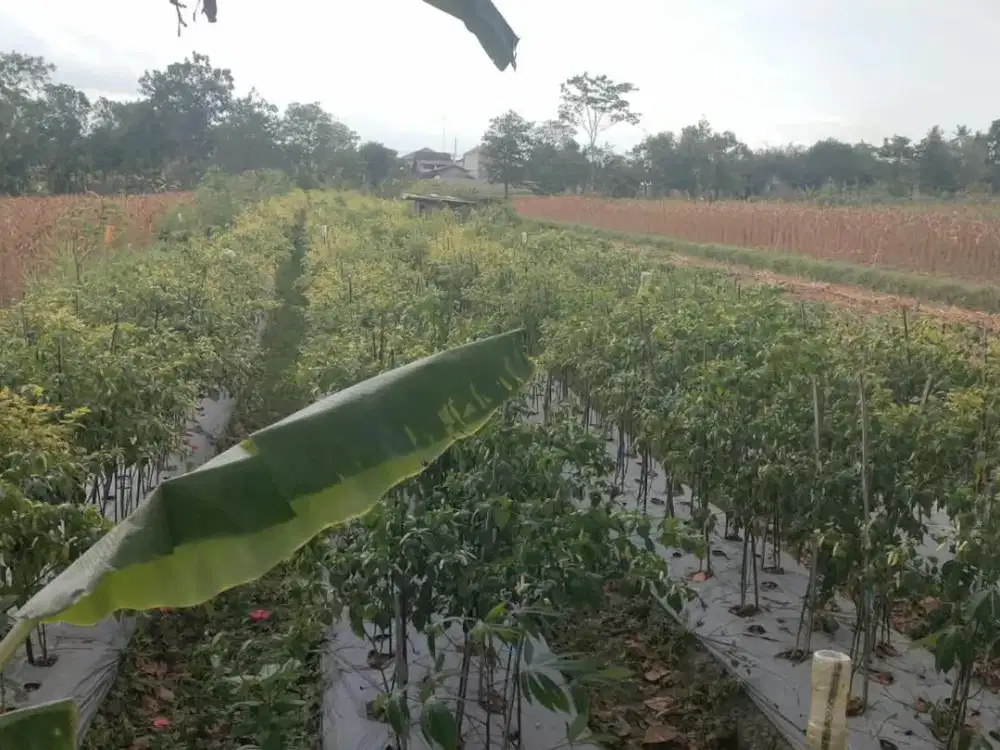 Dijual Sawah Murah Caturharjo, Sleman