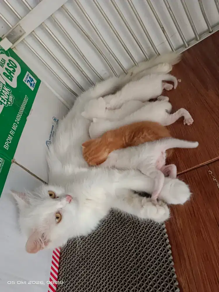 Over adop kucing persia borongan ama anaknya ada 5 ekor