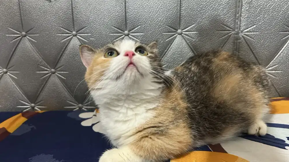LEPAS ADOPSI MUNCHKIN