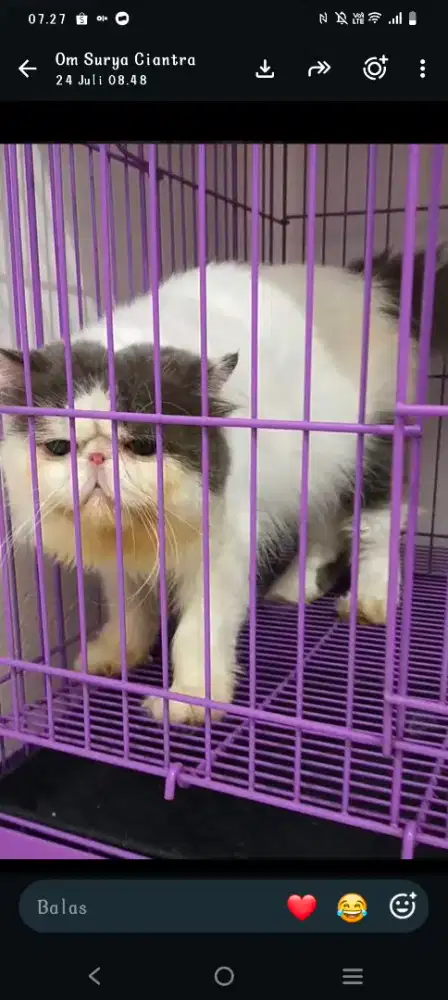 Kucing peaknose jantan