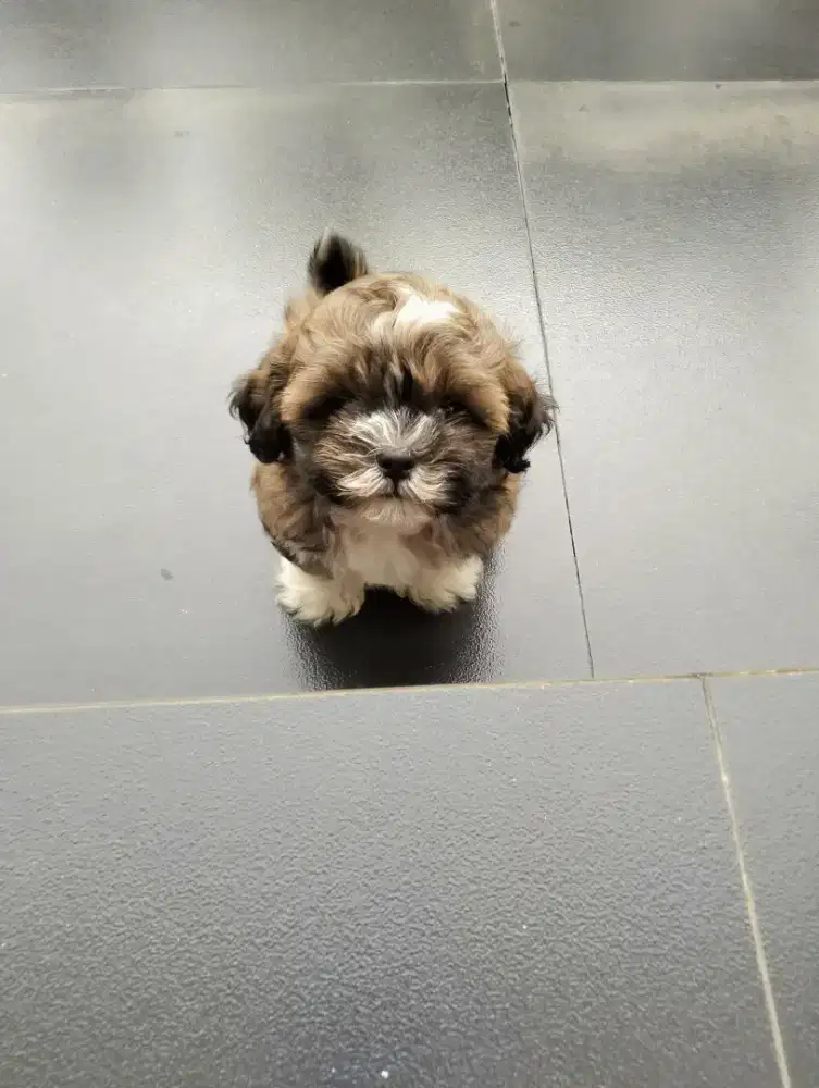 SHIHTZU MIX POODLE / SHIPOO