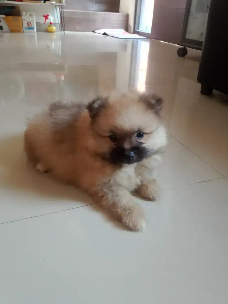 Minipom betina 1,5 bln