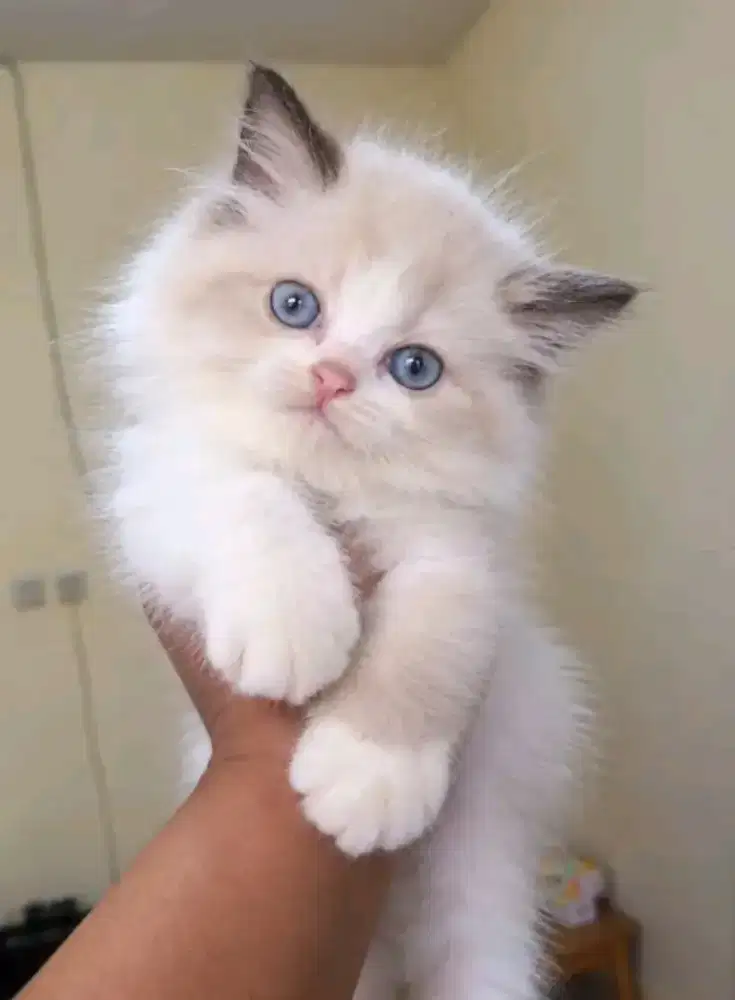 Ragdoll kitten betina