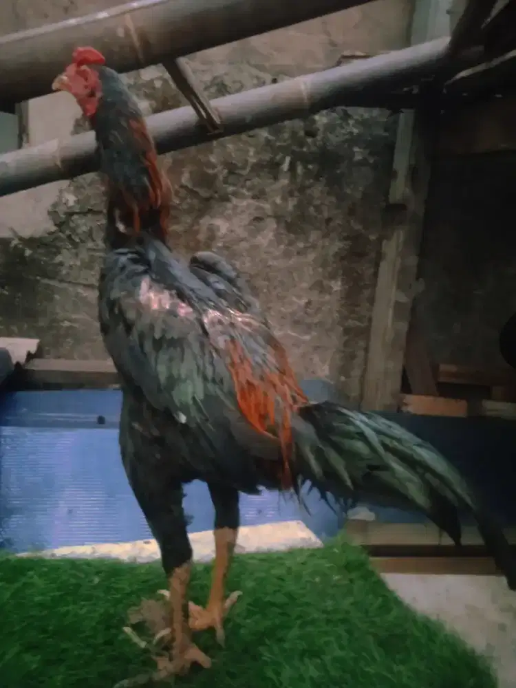 Ayam bangkok 5 bulan