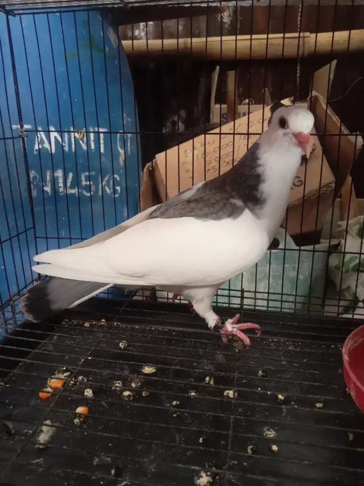 Merpati piyik tinggian