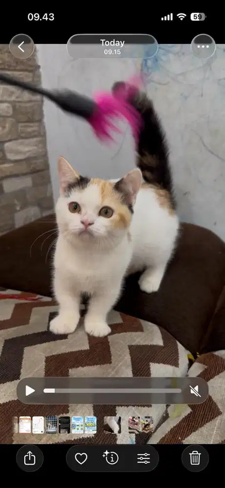 BSH MUNCHKIN LINE IMPORT