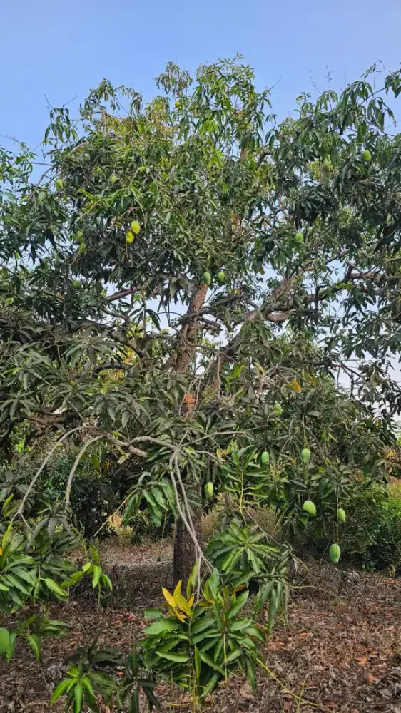 Mangga alpukat gadung