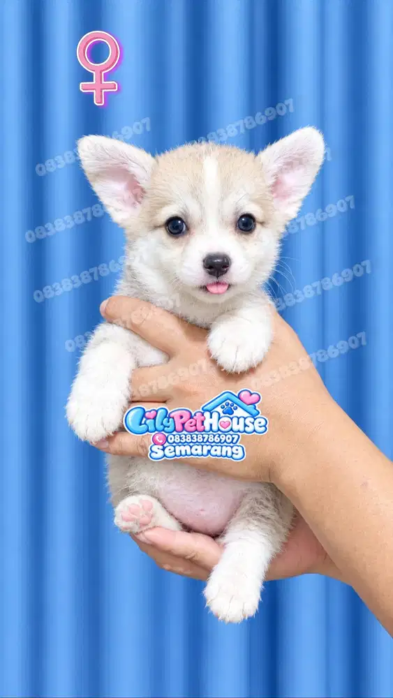 Corgi Betina Gembul Warna Bagus