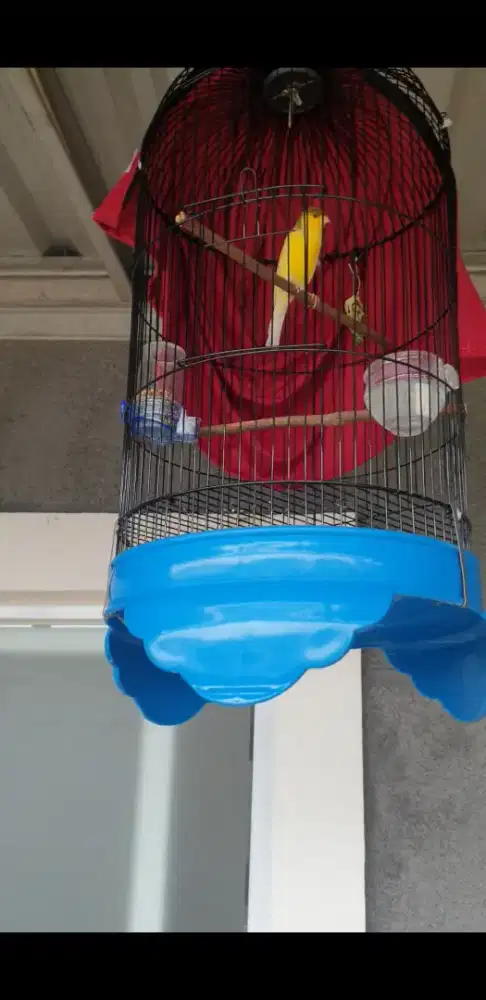 Burung kenari af warna cerah