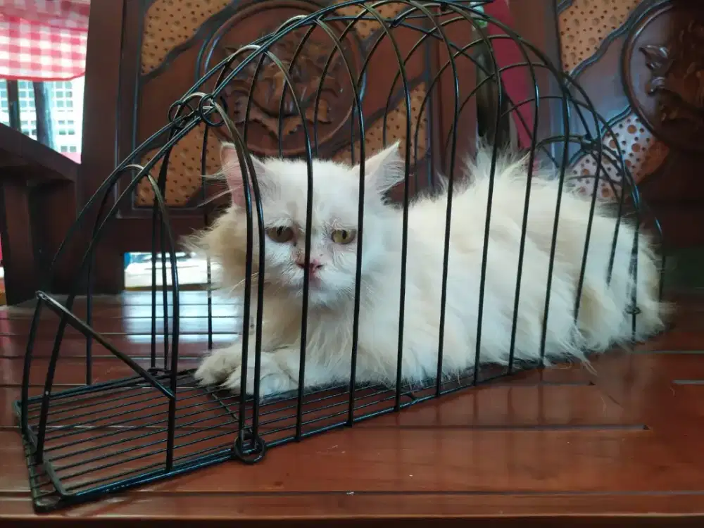 Kucing Persia Flatnose