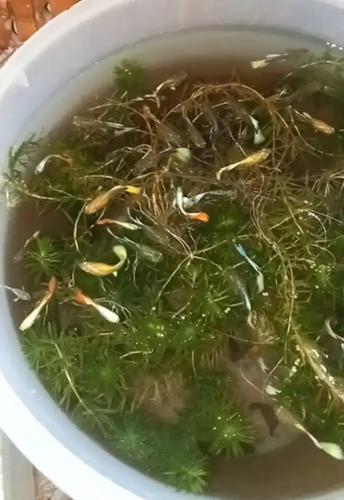 Tanaman Air untuk guppy cupang Molly dan ikan lain nya