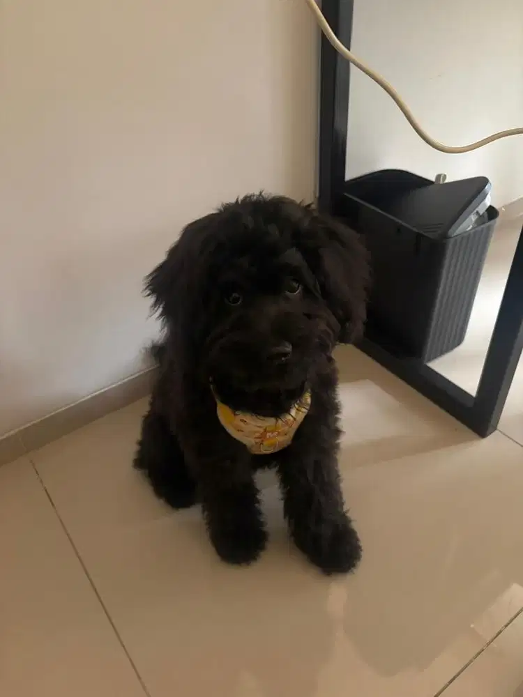 Puppy Shihpoo Betina
