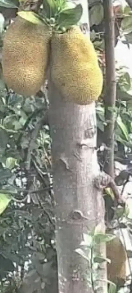 nangka buah fresh 3 kilo harga 44.000