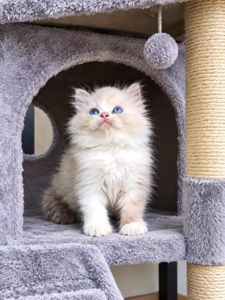 Kitten ragdoll female 2,5 bulan
