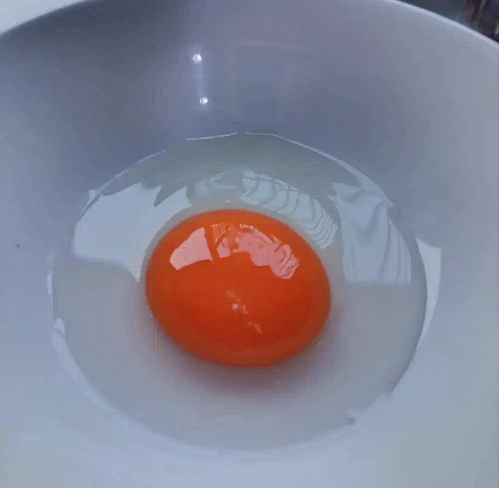 TELUR BEBEK OMEGA