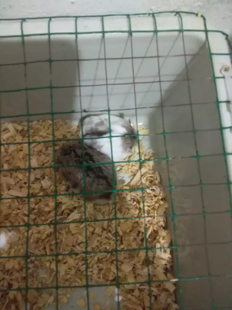 Hamster indukan & anakan