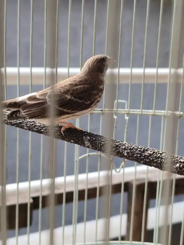 Burung sanger betina