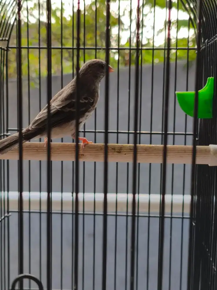 Burung sanger jantan