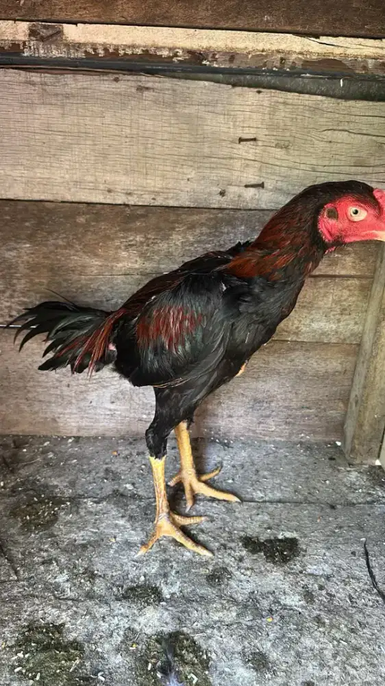 di jual ayam bangkok