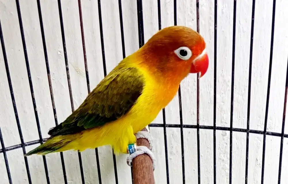 Burung Lovebird
