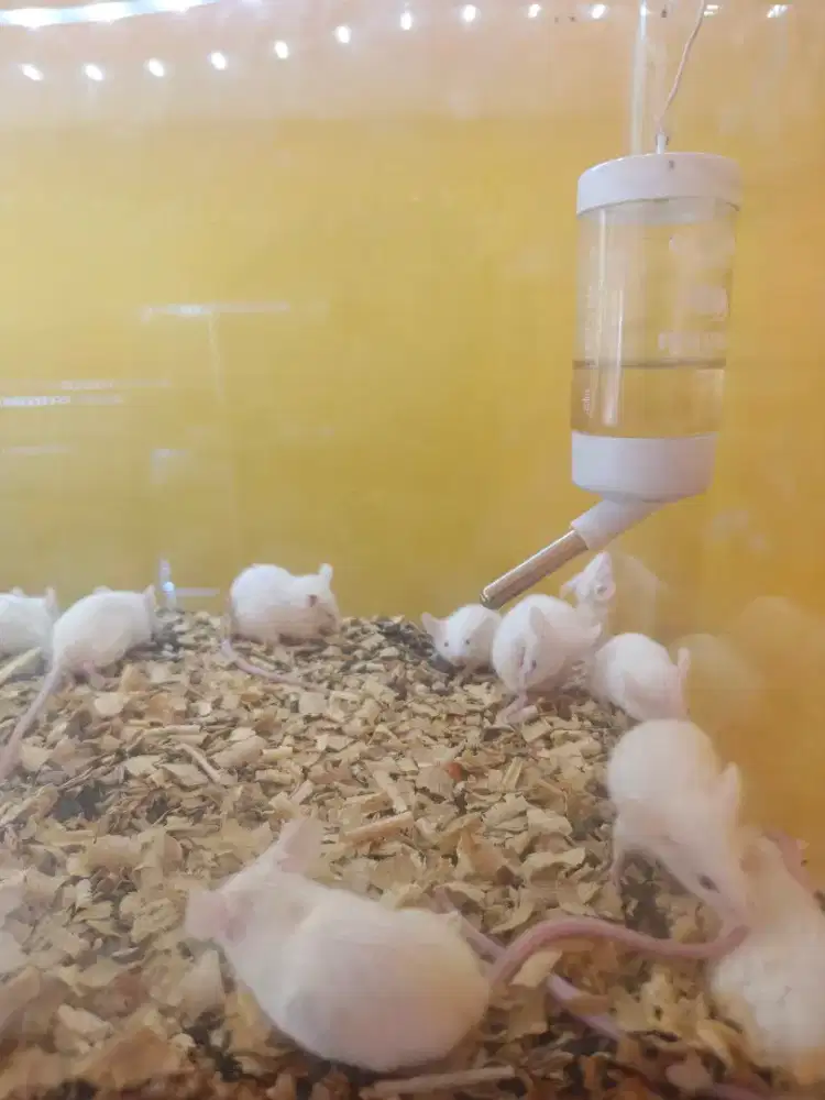 Tikus Mencit Putih