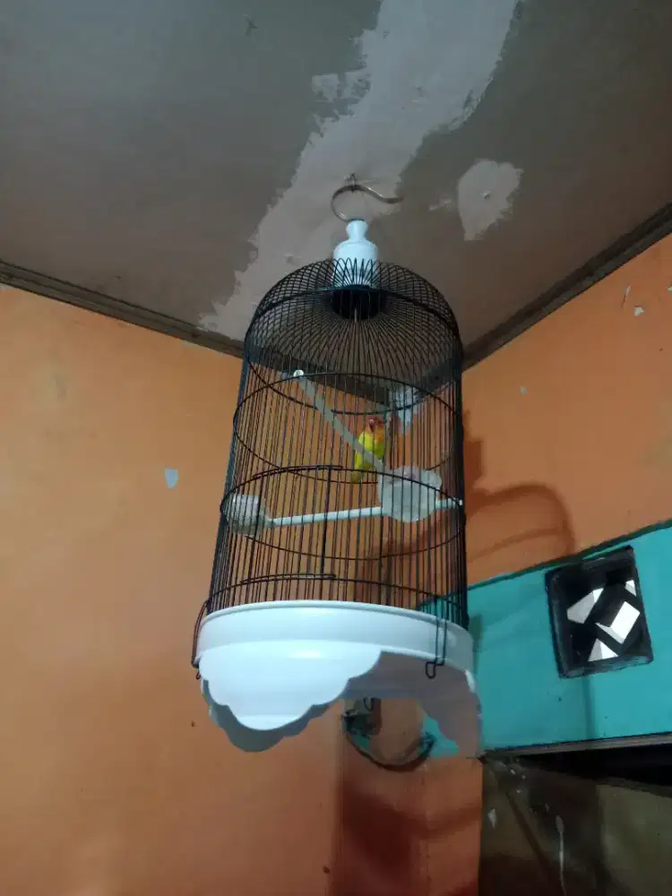 Lovebird jantan lutino fulset