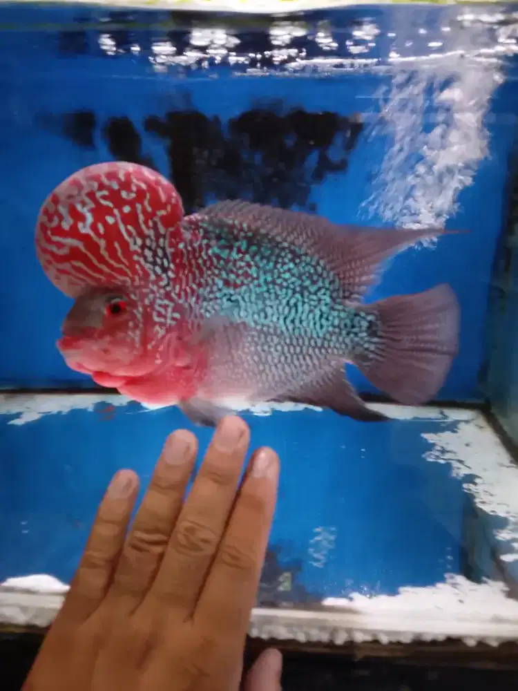 Ikan louhan SRD 5jarian up