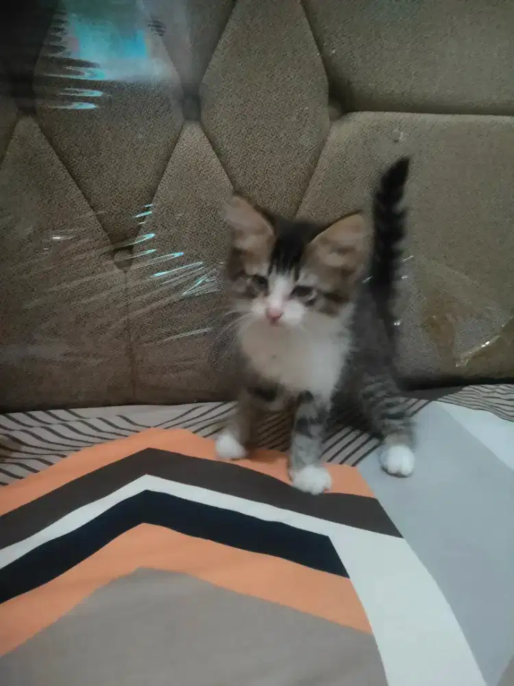 Kucing kitten persia mix mainecoon betina