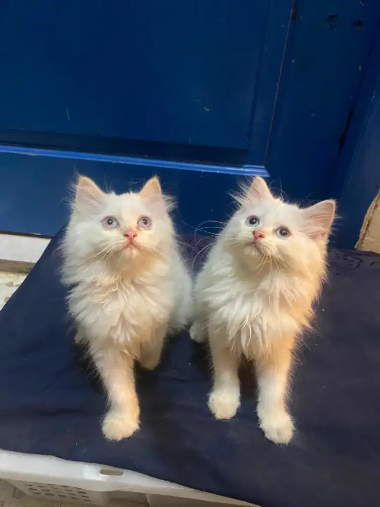 Kucing Persia Bigbone