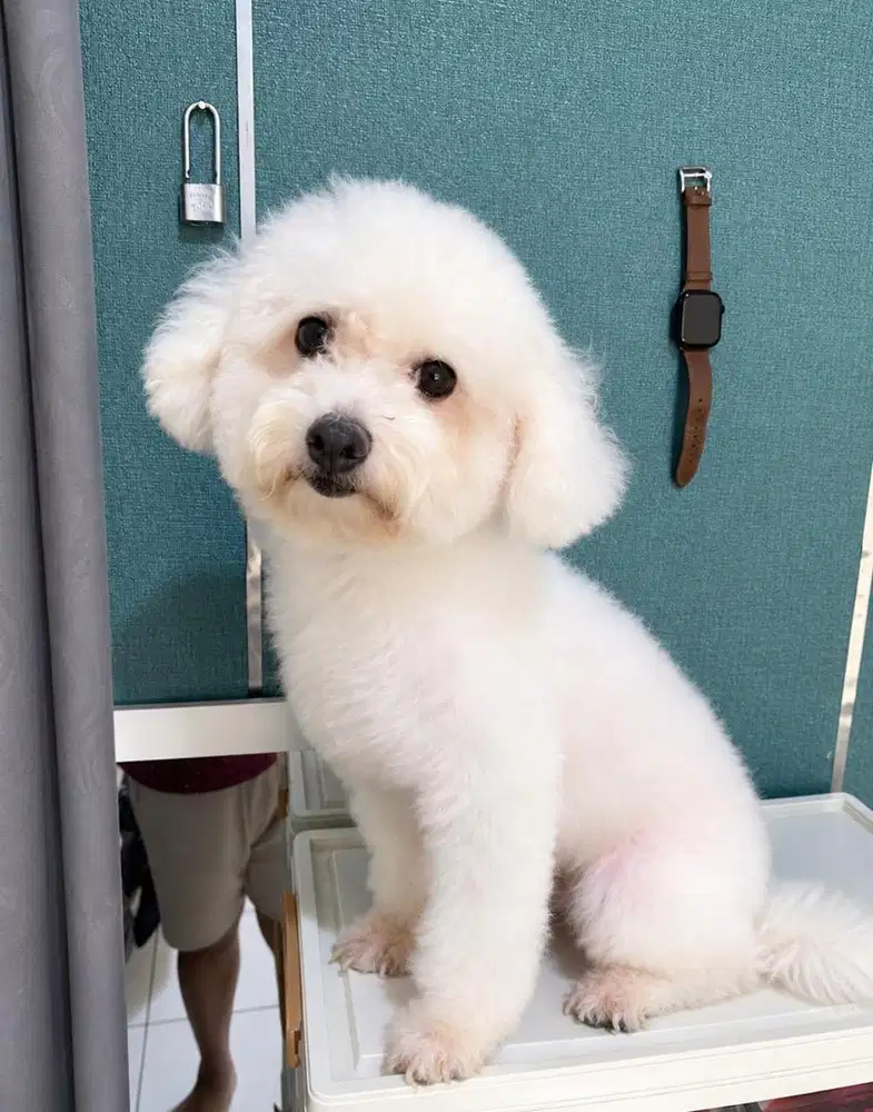 Bichon jantan stambum