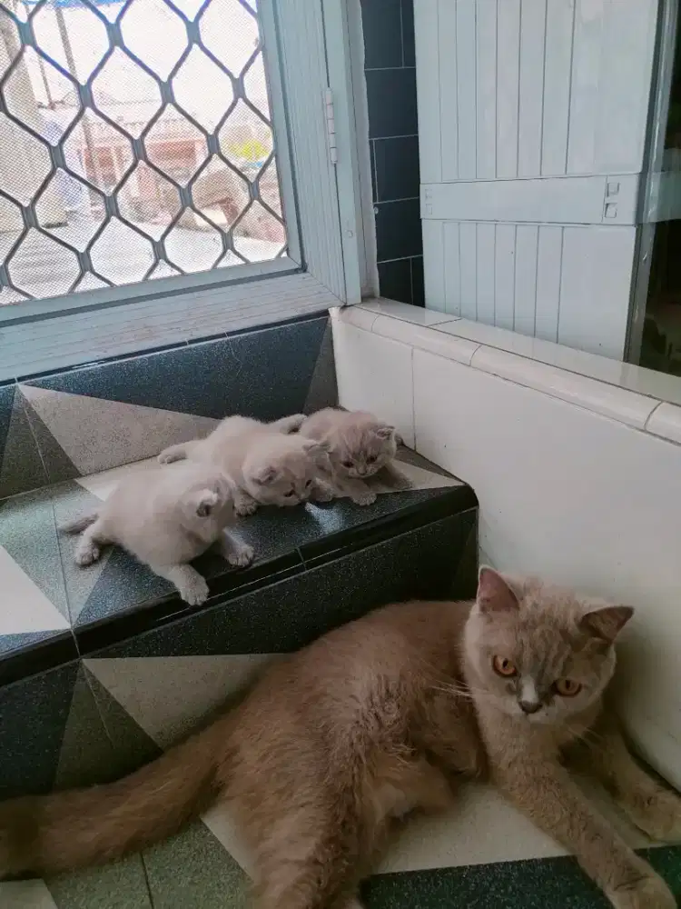 kitten bsh warna lilac