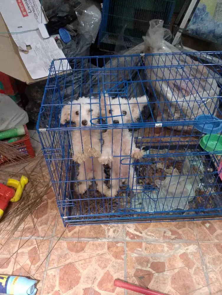 Dijual poodle jantan tinny no stb pure poodle
