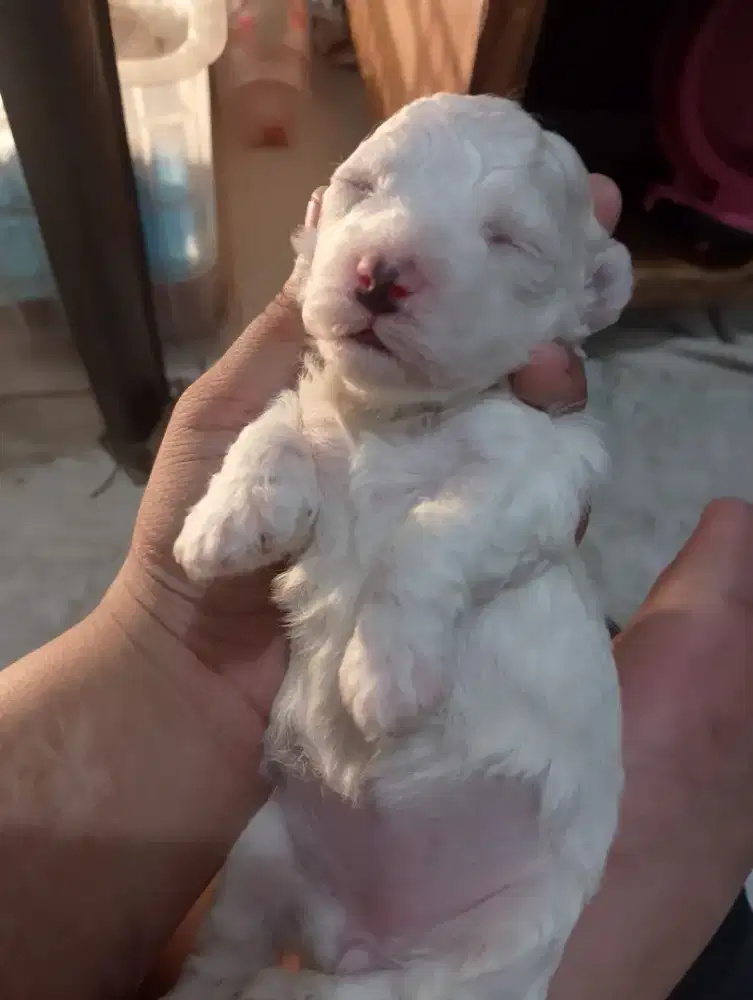 Dijual anakan poodle asli tidak ada campuran.