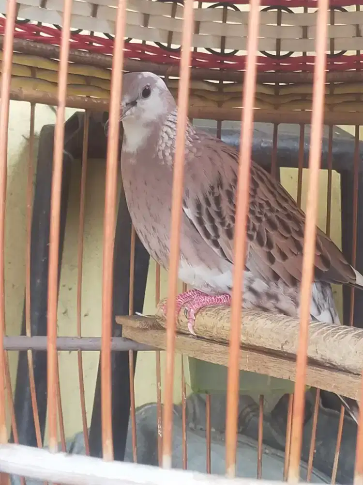 Tekukur leo blorok kuk 2