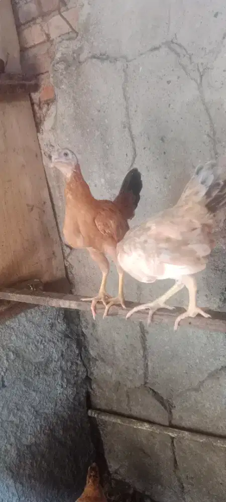 Ayam Petelor Elba