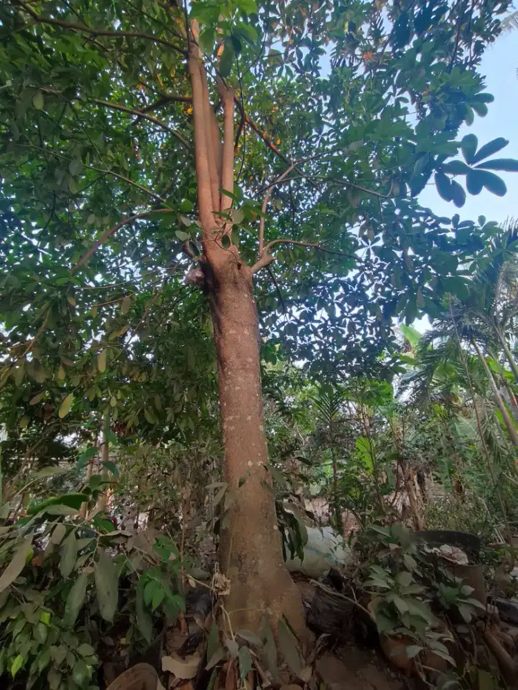 Pohon  pule tinggi kurleb 10 m