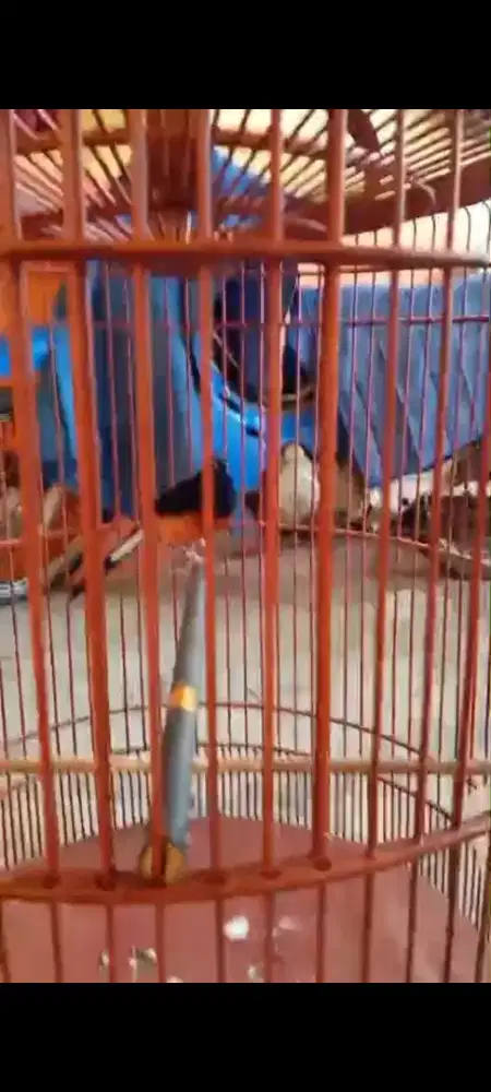 Bismillah jual berkah apa adanya