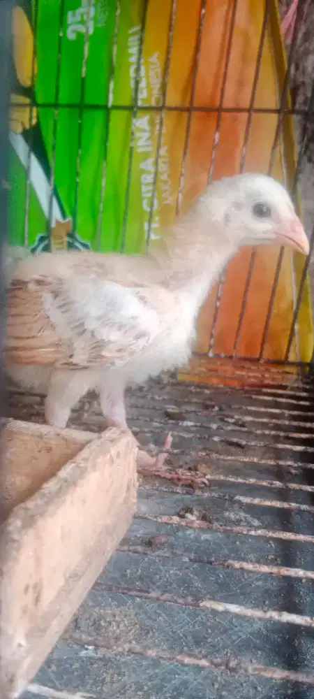Ayam Pitik Elba