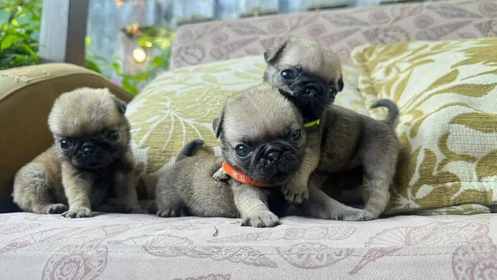 Anjing Pug Puppy Puppies